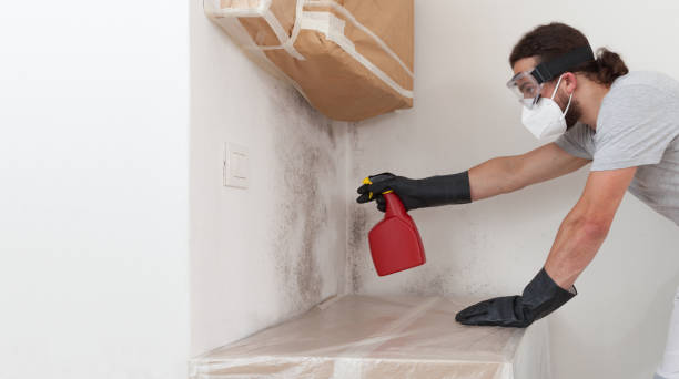 Professional Basement Mold Removal technician working in Sicklerville, NJ