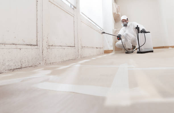 24/7 Emergency Basement Mold Removal experts in Sicklerville, NJ
